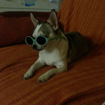 Aicats de corazón