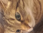 Pipi pipu
