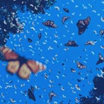 -Blue Butterflys-