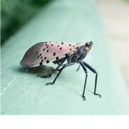 Spotted Lanternfly