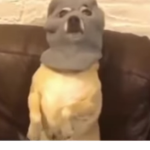 dog dog dog :O