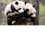 Pandamegalover