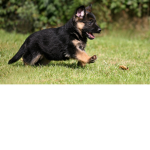 The scientist Gamer's