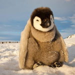 La_Team_Pingouin