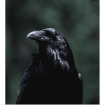 ~black crows~