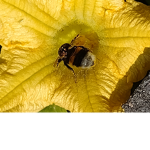 The beesz