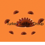 Turkey Tail Fan Group