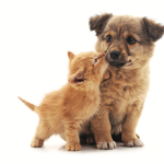 Dogs and cats fam