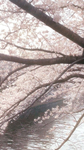 Sakura Sushiya