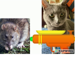 ALL CATS JOIN