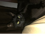 CAT PEOPLE!!!!!!!!!