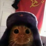 MR GATITO