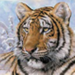 Enchanting tiger fan group