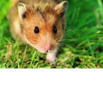 Hamsters & Protectors.