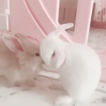 ⋆｡˚୨୧˚｡⋆