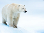Polar Bear Fan Club :D