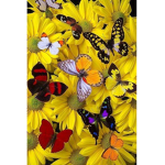 The Bunny And Butterfly Peeps