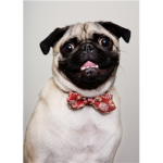 the bowtie lovas
