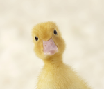 • When the duck walked up to the lemonade stand •