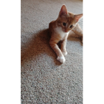 Meow join meow!