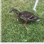 Duck Time fan group