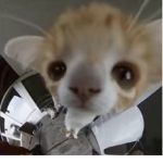 cutieowl