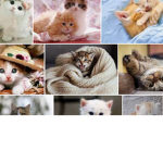 CATS COULD RULE!