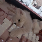 lmnll