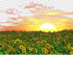 #GoldenSunshine