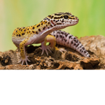 Gecko Games