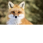 Cute fox club!!!
