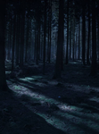 Forest Of Salem