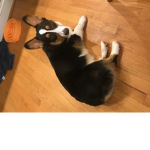 corgis are the best dog breed ever
