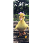 El uwu de tu awa