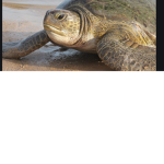 Turtles-krew