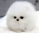That fluffy group