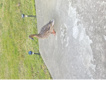 Autumn_loves_ducks_