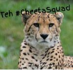 Teh #CHEETASQUAD