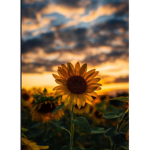 •ᴊᴜsᴛʟᴇxɪ•