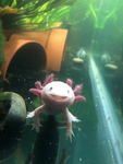 Axolotl. Studios