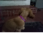 Los pperrones