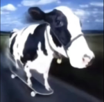 Cow on a skateboard