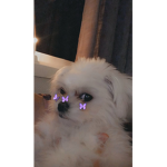 Lexi is my dog