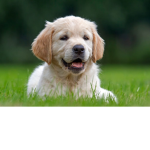 We Are Dogs United!
