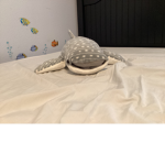 Bed shark group