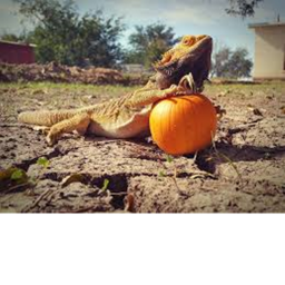 the hang out. holloween!!