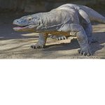 lizardz