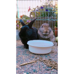 _~ bunny Squad ~_