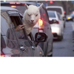 Long Neck Llama Squad