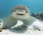 Sharky_squad_UWU